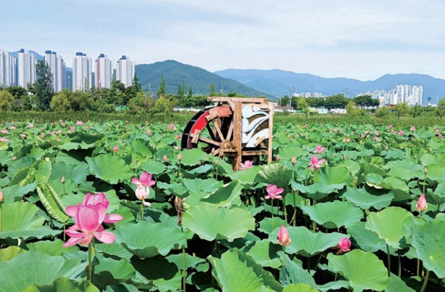 조만강 친수공간 연꽃이 전하는 초여름의 인사0