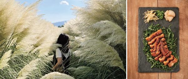 가을이 시작되면서 팜파스그라스가 만개