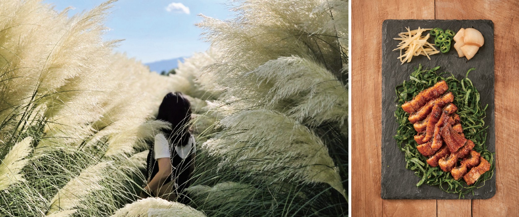 가을이 시작되면서 팜파스그라스가 만개