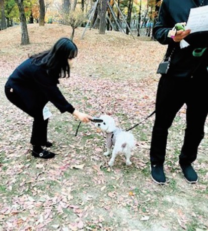 동물 미등록 집중 단속 0