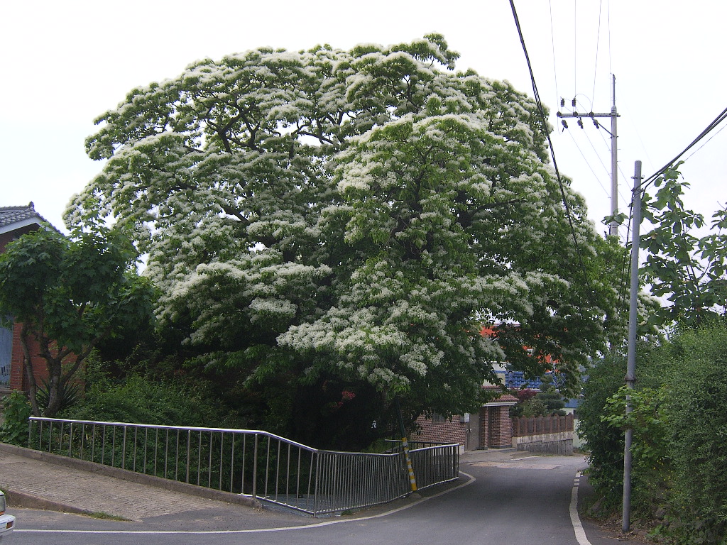 신천리 이팝나무