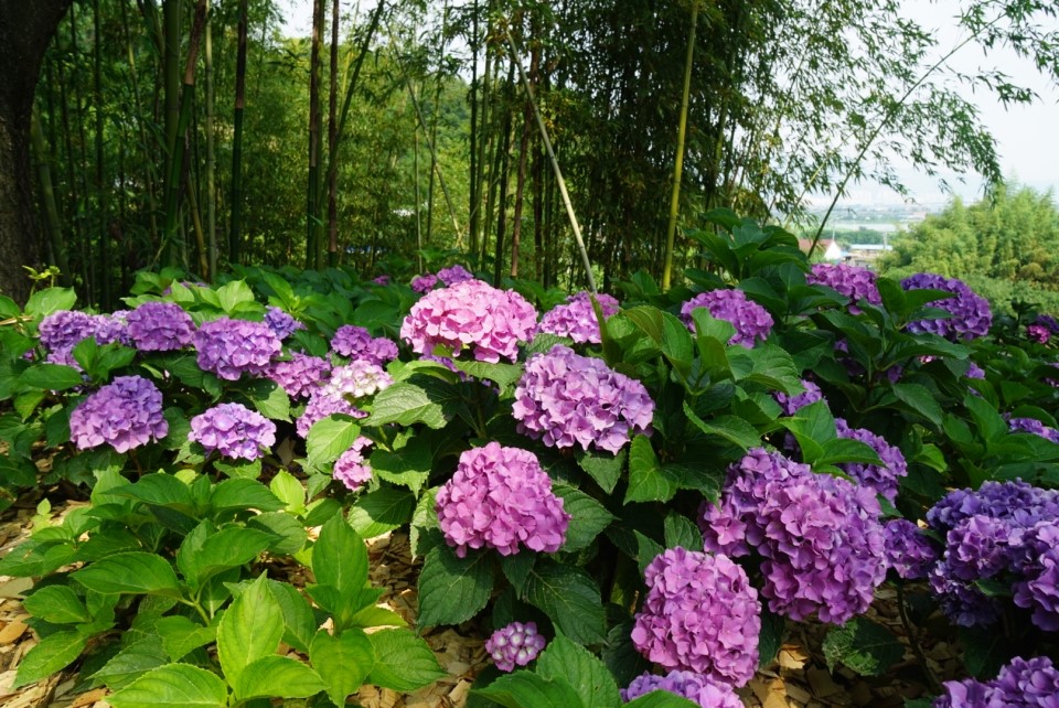 수국정원축제10