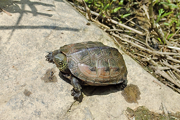 특별기고 / 남생이 줄 서 듯 - 김해의 상징 거북1