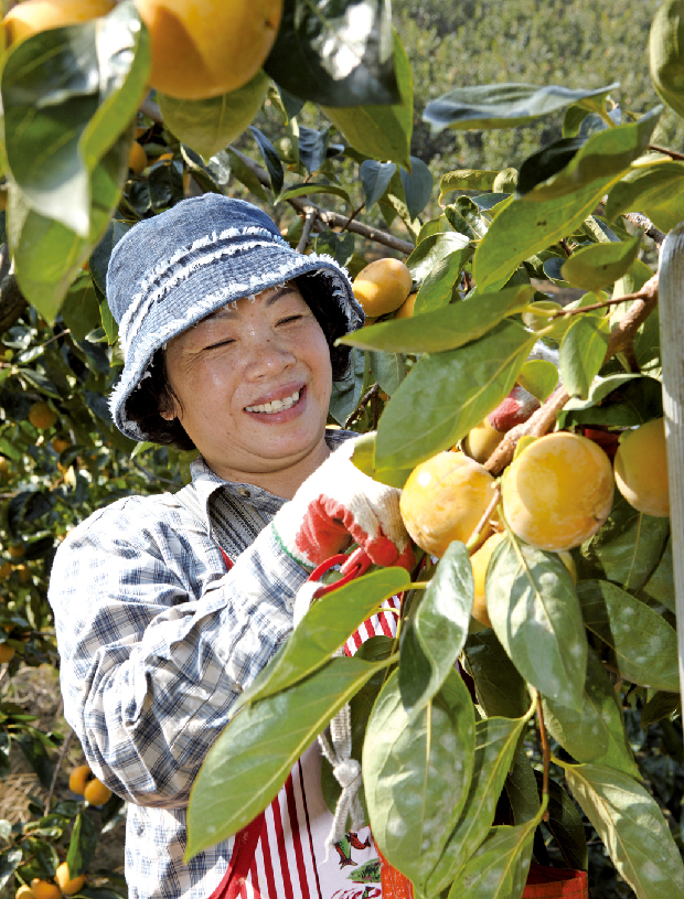 세계로 수출하는 진영단감1