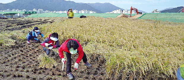 넉넉한 인심으로 함께한 벼베기1
