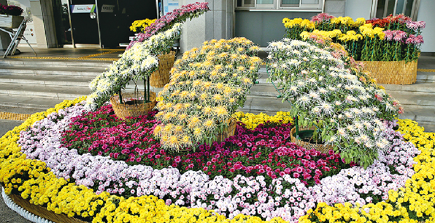 국화꽃 향기가 넘쳐나요1