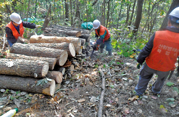 김해시, 소나무재선충 방제 총력1