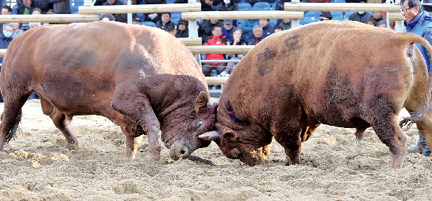 김해 소싸움대회 '박진감 넘치네'1