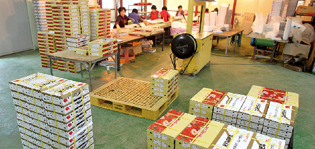 세계로 수출하는 한림 딸기!1