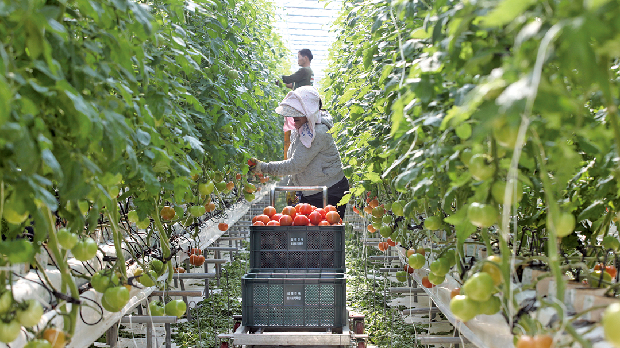 시설채소ㆍ화훼단지 맑은물 공급1