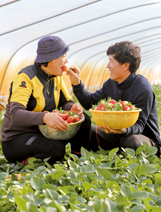 한림딸기 억수로 맛있네!1