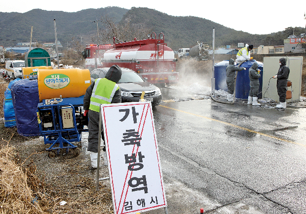 조류인플루엔자 유입 차단 위해 방역 총력!1