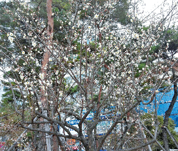 매화가 활짝 피었어요!1