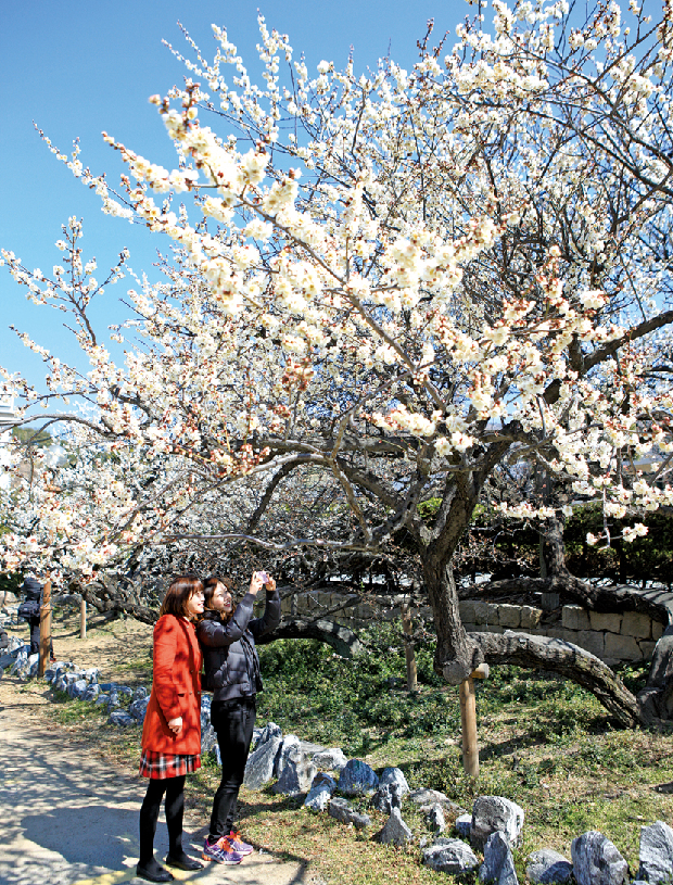 김해 시민을 닮은 매화1