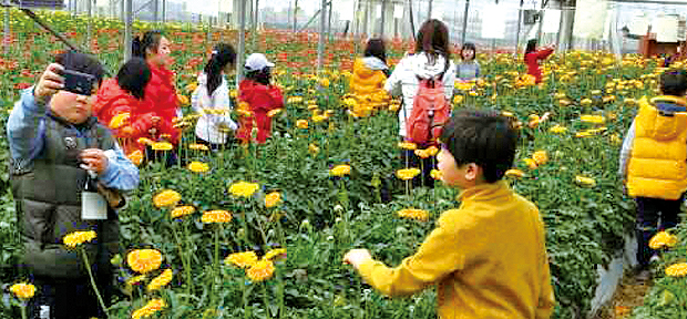 대동화훼마을에도 봄이 왔어요1