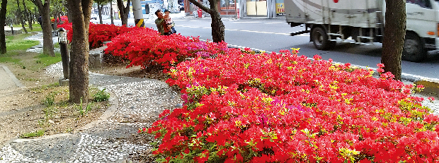 도심 공원에서 봄 향기를1