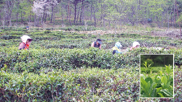 김해의 봄 향기를 전합니다1