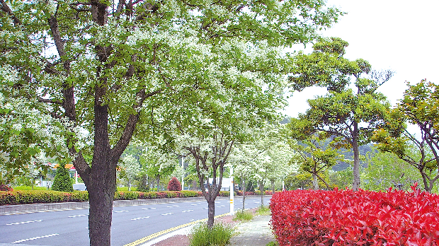 봄에 내린 눈 '이팝나무'1