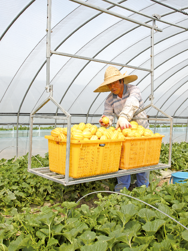 명품 칠산참외 수확 한창1