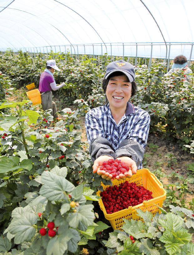 붉은 유혹! 상동산딸기 출하 시작!1
