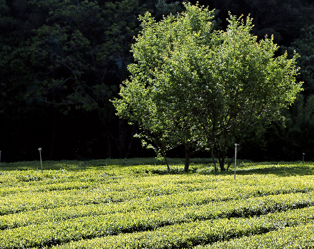대도시에 '김해장군차'를 알린다1