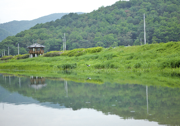 포토뉴스 - 초여름의 대포천1