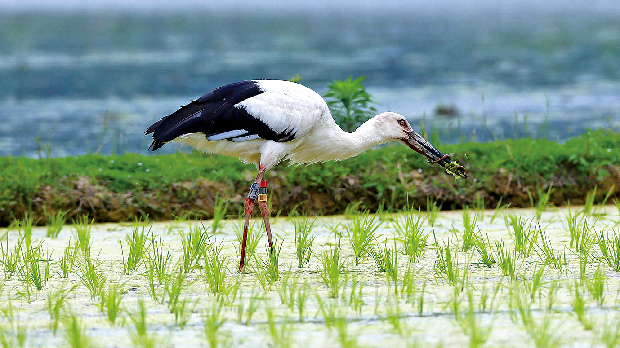 포토뉴스 - 반갑다 황새야!!1