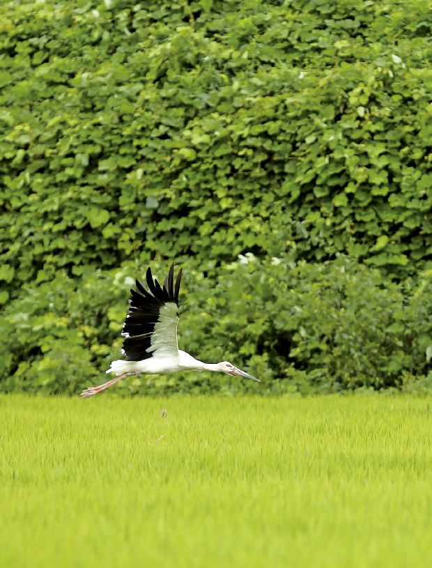 화포천으로 날아든 황새 '봉순이'1