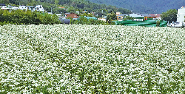 포토뉴스 - 부추꽃 핀 대동1