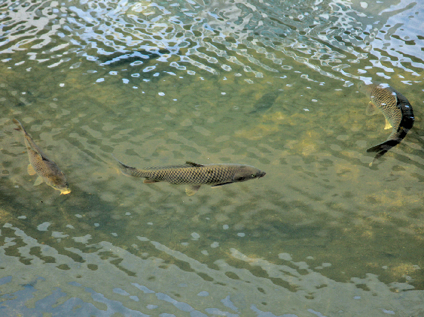 포토뉴스 - 살아있네 해반천!1