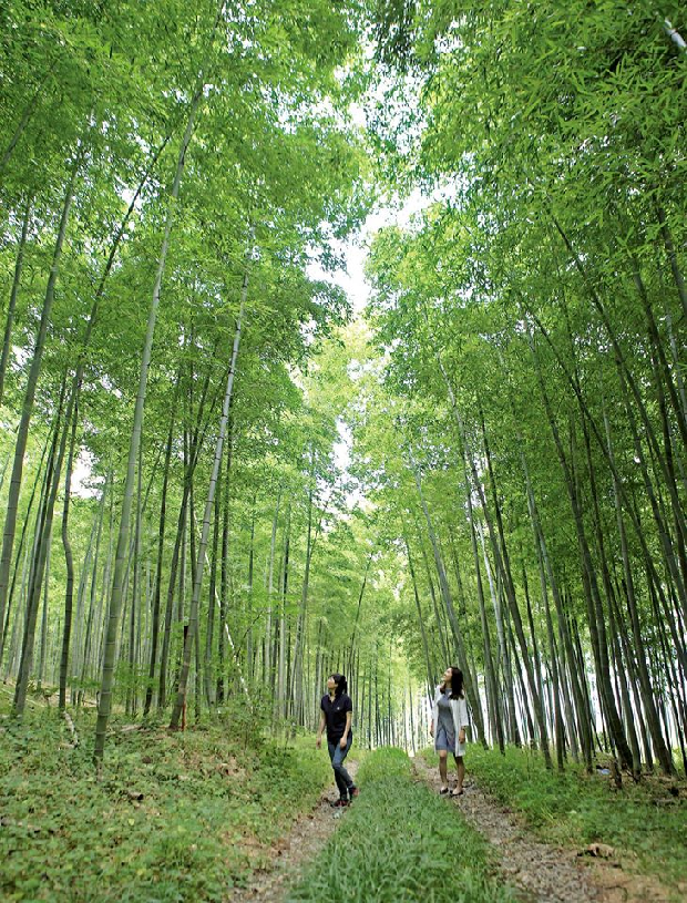 진례면 대밭 가는 길1