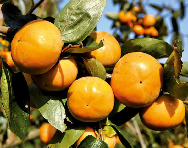 진영단감 맛보러 오이소1