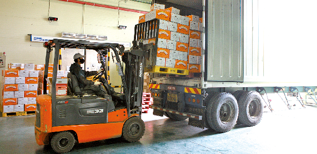 진영단감 수출 첫 선적1