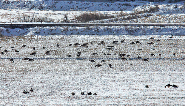 철새 서식지 보호 적극 나서1