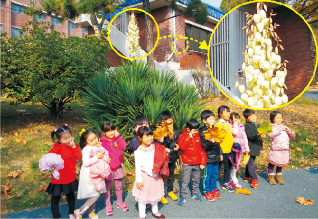 늦가을에 핀 용설란1