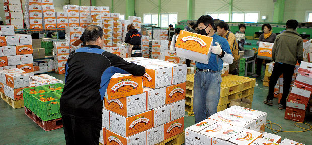 러시아로 수출되는 김해 농산물1