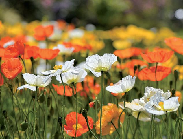 ‘자원봉사 도시 김해’의 자긍심 드높이다1