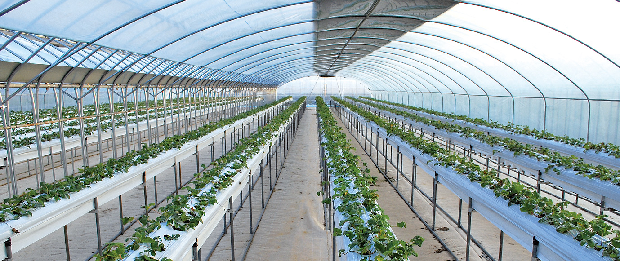 채소ㆍ화훼 현대화 사업 접수1