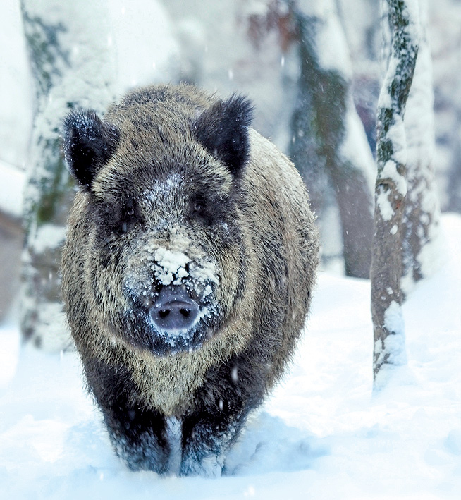 멧돼지 기동 포획단 운영1