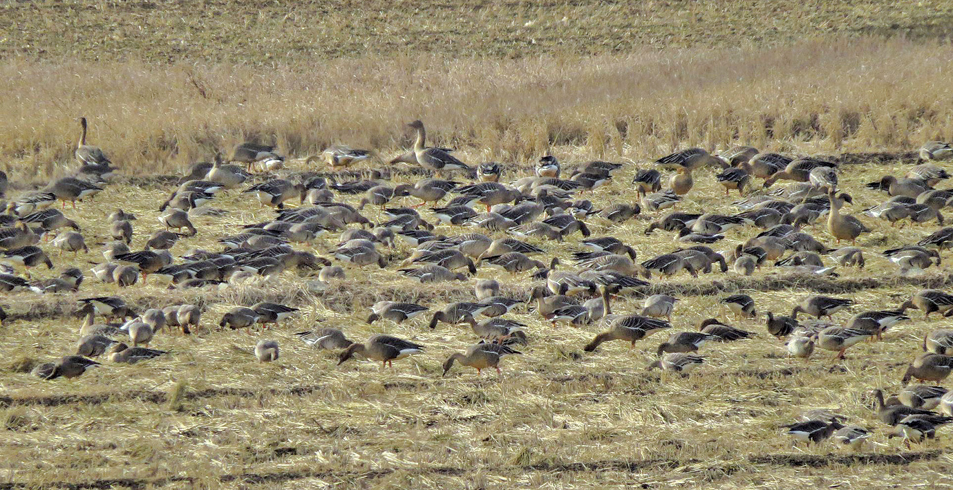 볏짚이 철새를 보호한다1