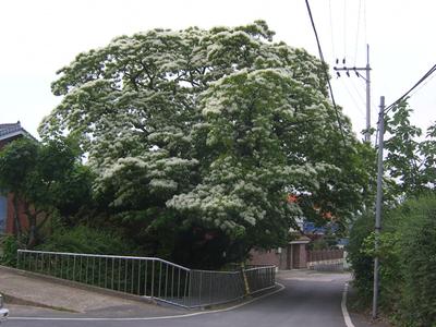 신천리 이팝나무