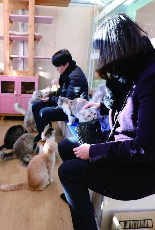 캣카페 '나ㅇ야'에서는 고양이를 직접 만지며 놀 수 있다.