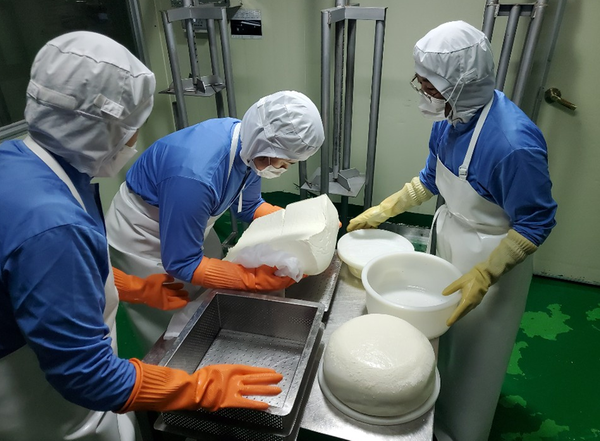 회현연가협동조합 국내 최초 토종균 치즈 개발0