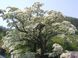 이팝나무