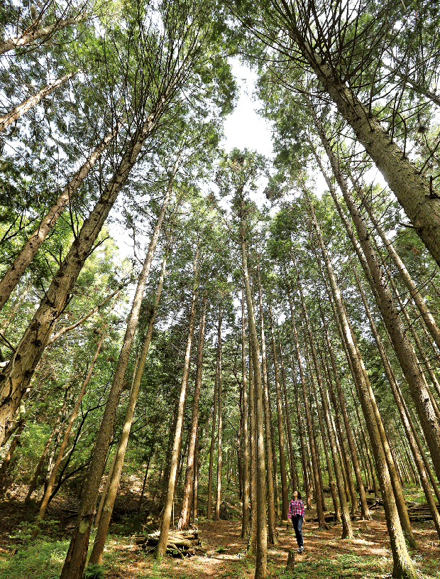 편백숲 쉼터에서 즐기는 여유1