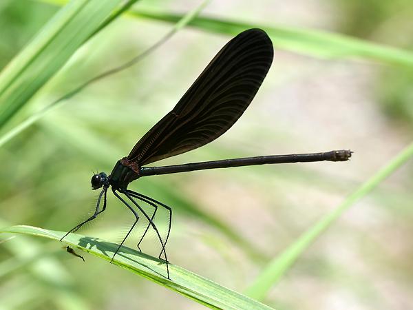 검은물잠자리 암컷 사진