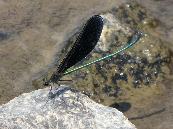 검은물잠자리 수컷 사진
