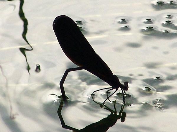 알을 낳고 있는 검은물잠자리 암컷 사진