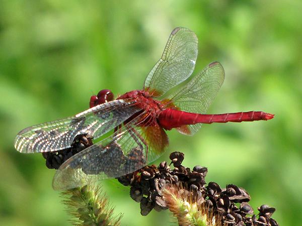 고추잠자리 성숙 수컷 사진