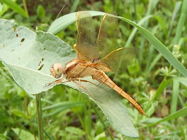 고추잠자리 미성숙 수컷 사진